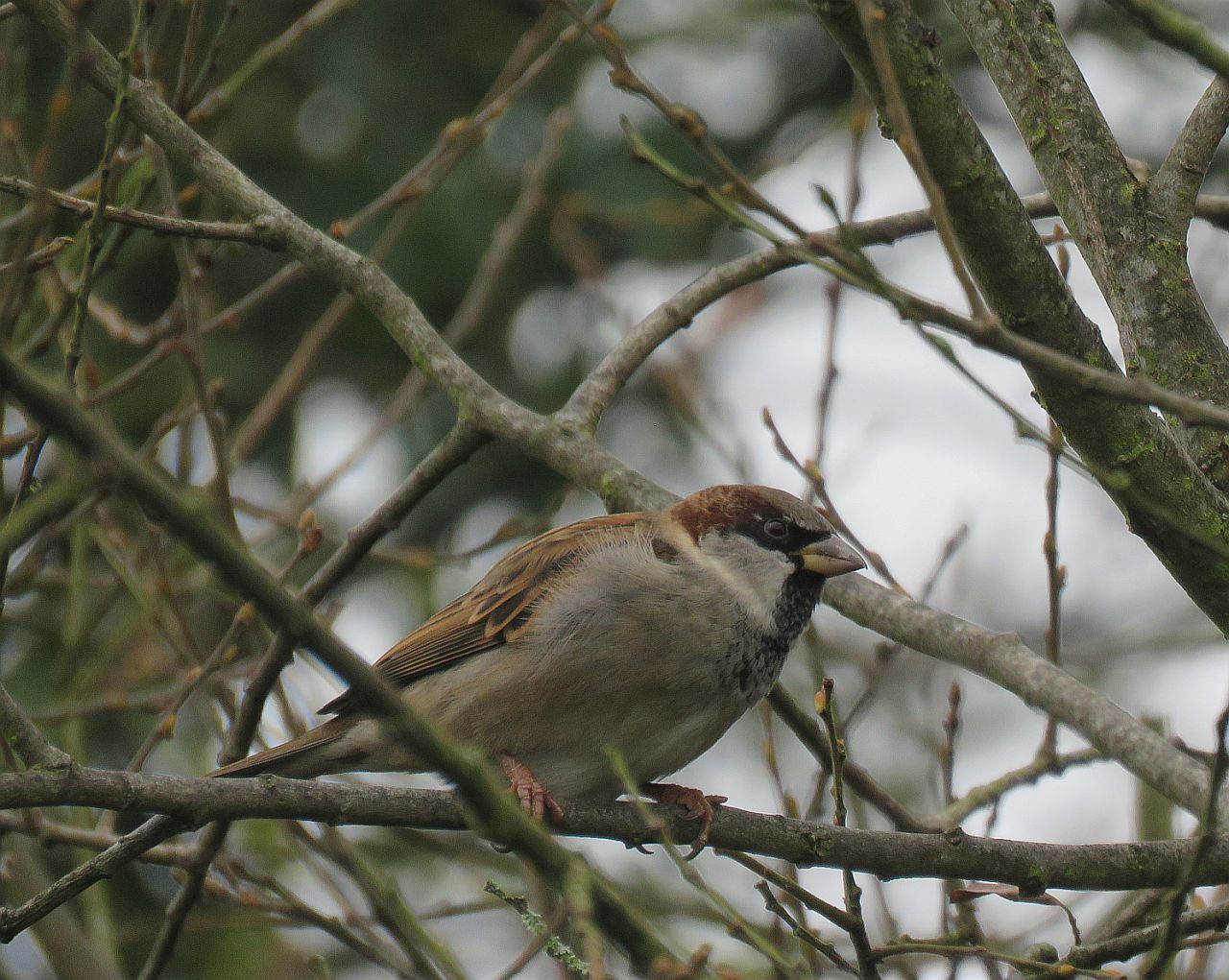  Male House Sparrow 